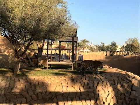 استمتع برؤية الحيوانات المفترسة داخل حديقة الحيوان الرياض